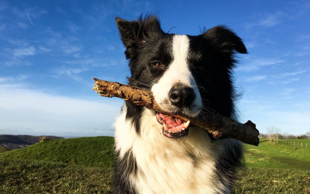 Border collies have DNA specifically linked to their in-built ability to run and herd sheep - Grace Walsh/Getty Images