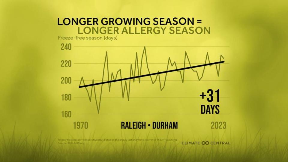 Raleigh is seeing an earlier start to its tree pollen season in the spring and later end to its weed pollen season in the fall. This graphic from Climate Central shows how the area’s growing season, or days without a tempeature below freezing, has expanded since 1970.