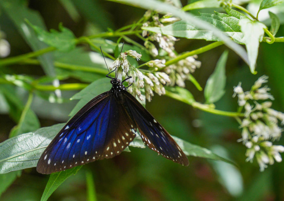 藍點紫斑蝶是香港常見的蝴蝶品種，主要活躍於樹林或空曠的地方，亦會成群聚集在樹林裡過冬。