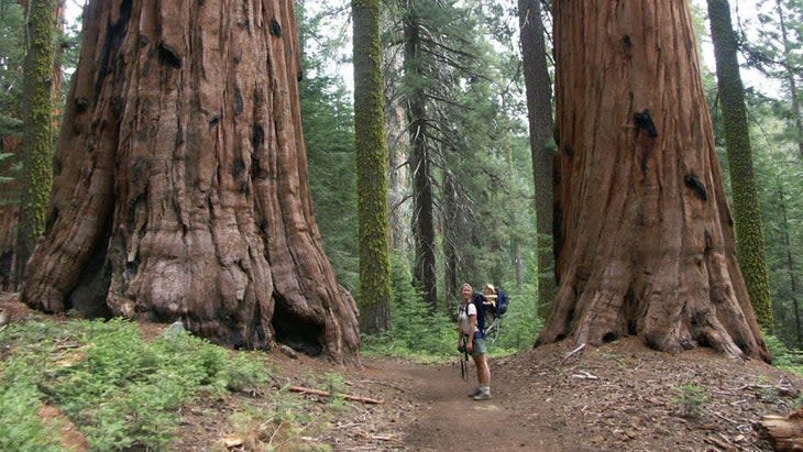 giant sequoias