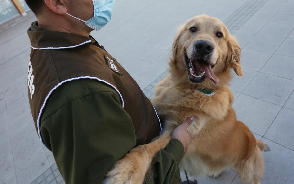 A canine training official from the Chilean Carabineros shows a dog trained to detect Covid-19 in Santiago - ELVIS GONZALES/EPA-EFE/Shutterstock