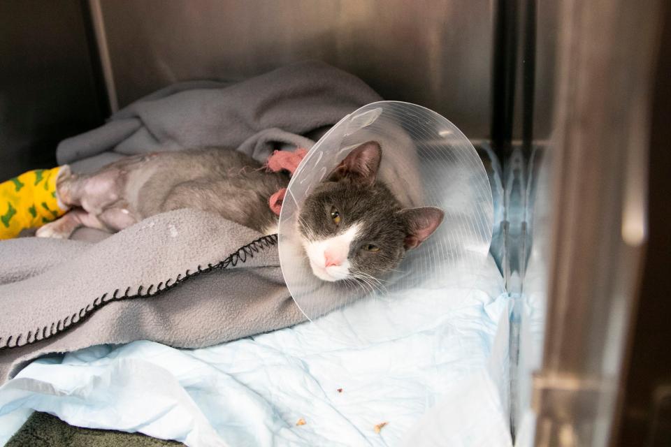 Animal Rescue League trying to save cat who was found with severe burns