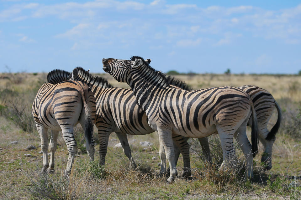 <p>A zebra lifts his head up toward the sky as if laughing while other zebras graze in the plains of Etosha National Park. (Photo: Gordon Donovan/Yahoo News) </p>