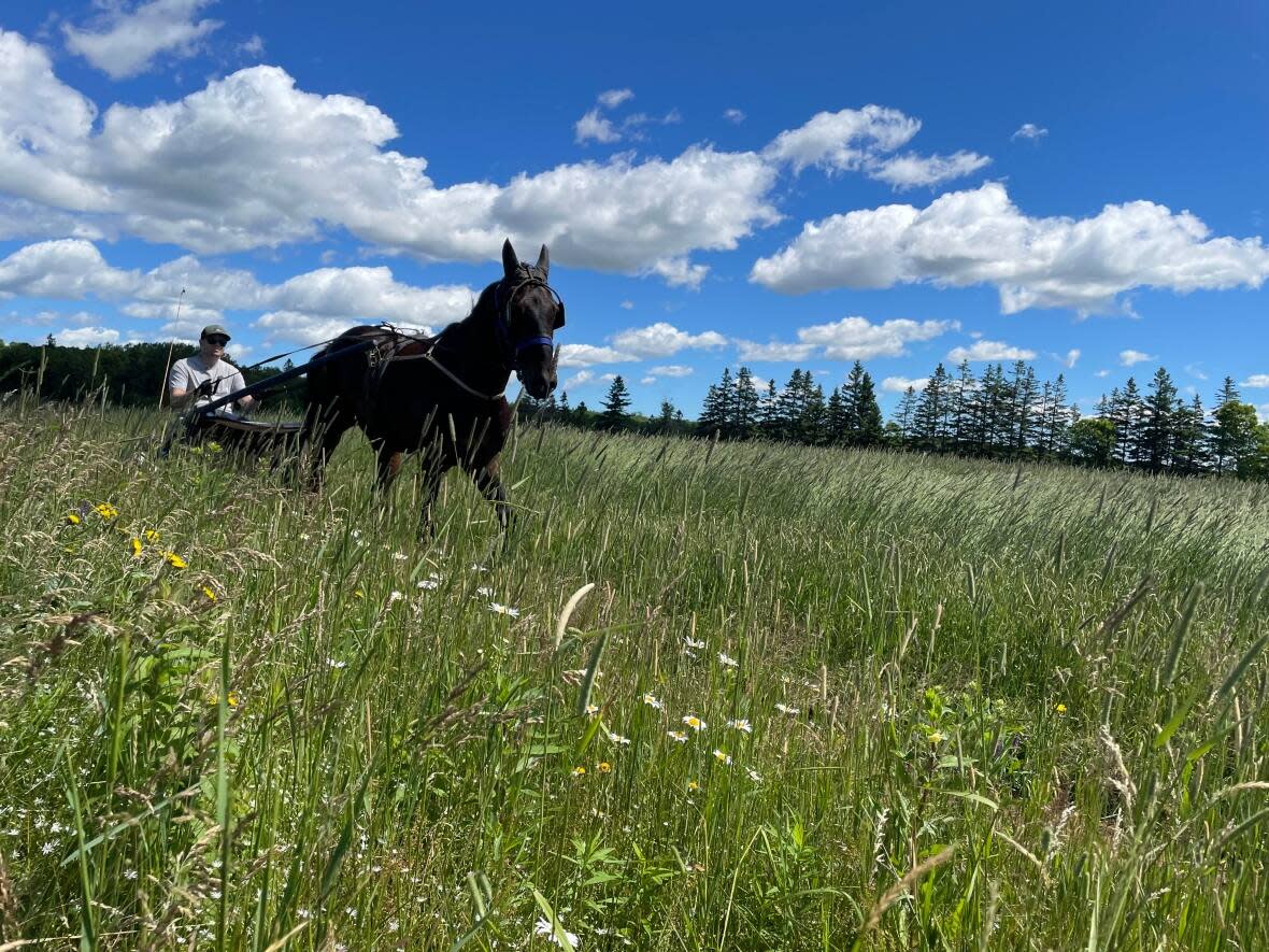 Zach Conway, 21, from Bonshaw, P.E.I. is one of the 12 participants, the third generation of his family in harness racing.  (Nancy Russell/CBC  - image credit)