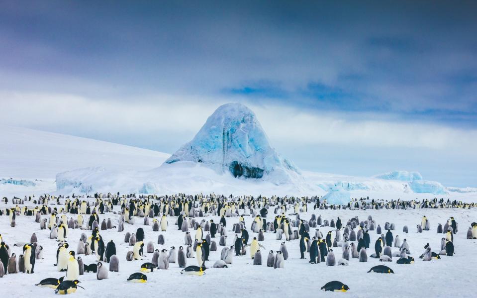 emperor penguin colony with frozen in icebergs as a backdrop
