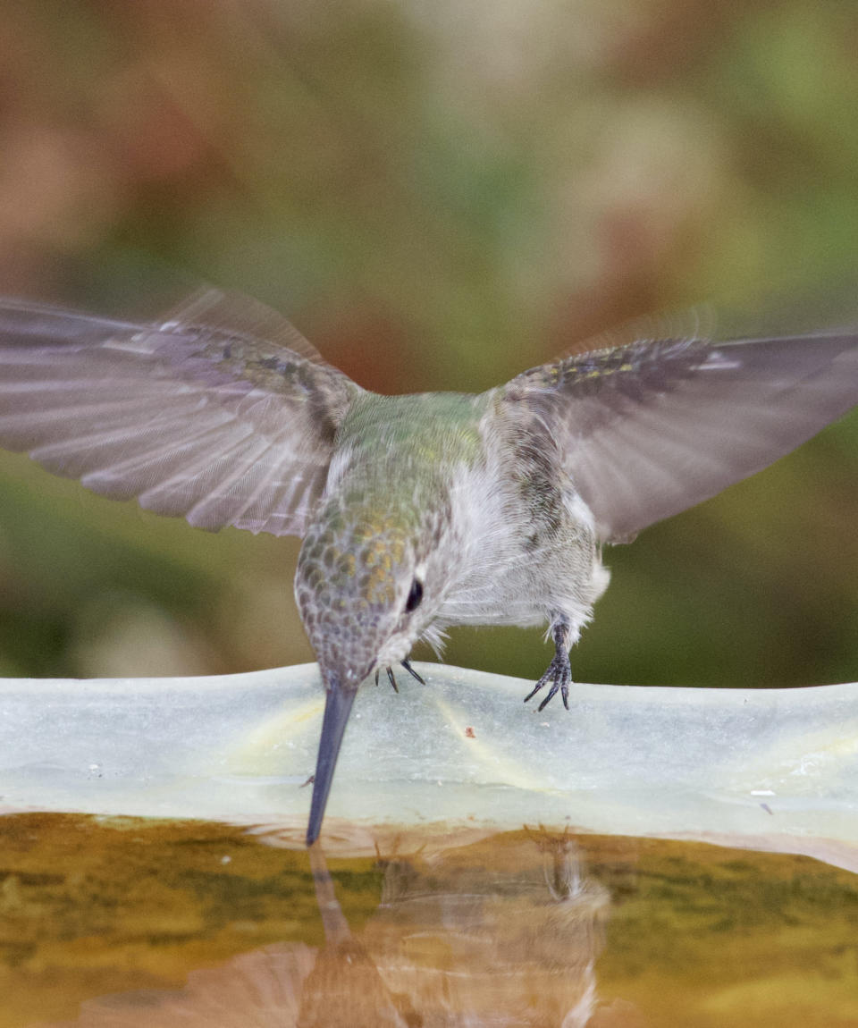 A hummingbird drinking out of a bird bath