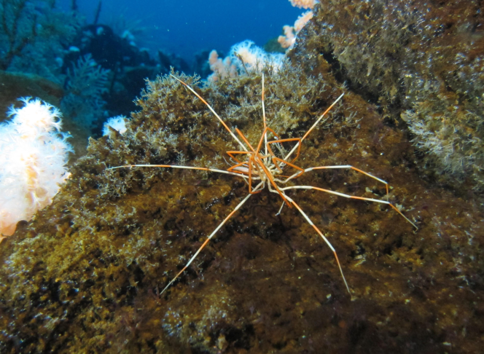 Giant sea spiders, it turns out, have a mating strategy unlike most sea spiders, researchers said.