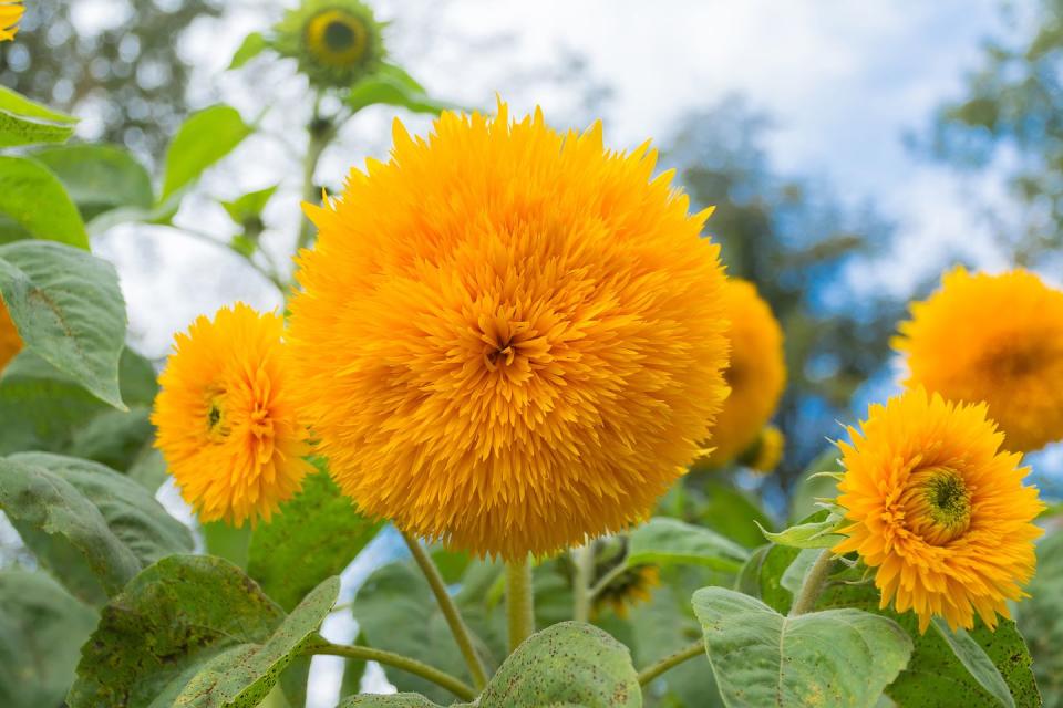 teddy bear sunflower