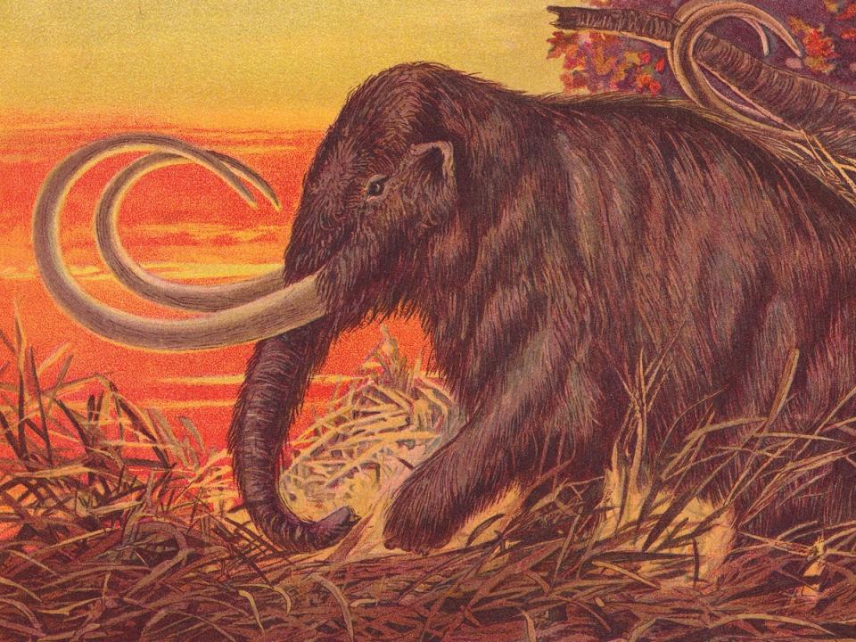 A 1900 illustration of the woolly mammoth, which may be headed to a supermarket near you in the coming decades (Getty Images)