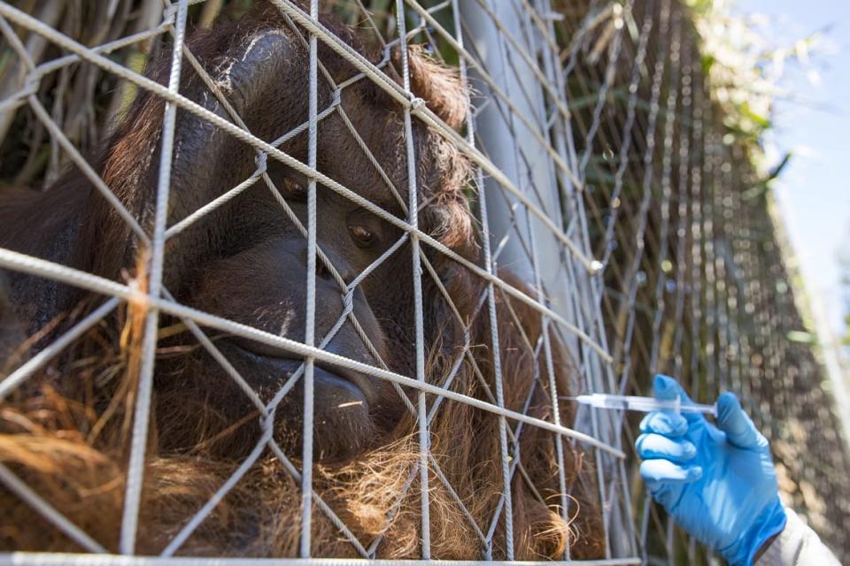 <div class="inline-image__caption"> <p>A Bornean orangutan named Sandai receives an experimental dose of a vaccine against COVID-19 made by the Zoetis veterinary laboratory, at the Buin Zoo in Buin, Chile, on Jan. 3, 2022.</p> </div> <div class="inline-image__credit"> Javier Torres/AFP/Getty </div>