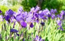 Auch die schöne Wieseniris gehört zu den selbstreinigenden Pflanzen, die ihre verblühten Blüten selbstständig abwirft. Bevor es dazu kommt, können Sie sich an der blau-violetten Farbe erfreuen. Die Wieseniris gehört zu den Schwertlilien, gilt aber als die pflegeleichteste ihrer Sorte. An einem sonnigen Ort fühlt sie sich pudelwohl und wird nur selten krank. (Bild: iStock / Lusyaya)