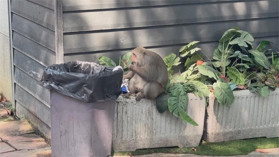 保全持空氣長槍驅猴？　壽山動物園：已改善「緊急情況才使用」