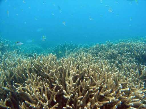 Coral on Australia's Great Barrier Reef, in a picture released by the Great Barrier Reef Marine Park Authority in April 2009. More than 2,600 of the world's top marine scientists Monday warned coral reefs around the world were in rapid decline and urged immediate global action on climate change to save what remains