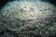 Researchers estimate that more than 14,000 tubeworms live in this 'bush' discovered at an extremely rare hybrid hydrothermal vent — methane seep site in the deep sea.