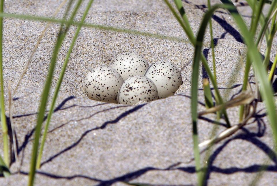 This June 2006 file photo shows a clutch of eggs from a piping plover in the sand at Seawall Beach in Maine. 