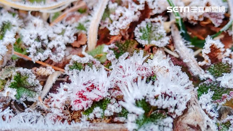 大雪山今天清晨出現結霜。（圖／林業署台中分署提供）