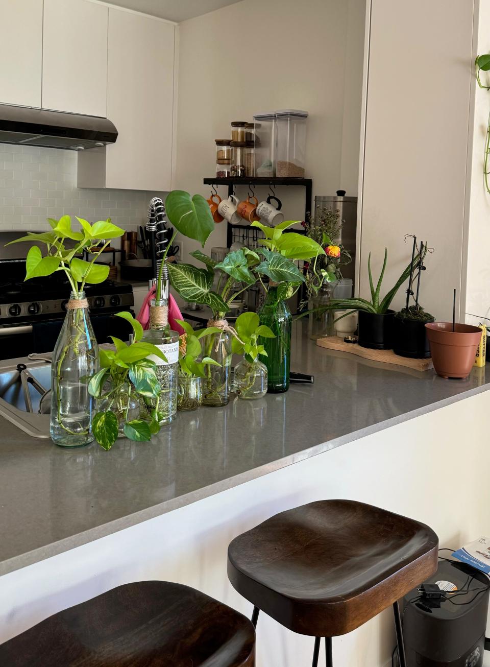 A kitchen counter with plants.