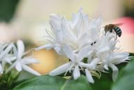 Nicht nur die historischen Ziegen fanden wohl Gefallen an der koffeinhaltigen Pflanze. Wie in Großbritannien erforscht wurde, hegen auch Bienen eine Vorliebe für Blüten, die ihnen diesen Stoff zu bieten haben - auch wenn der Nektar von eher durchschnittlicher Qualität sein mag. (Bild: iStock/Anant_Kasetsinsombut)