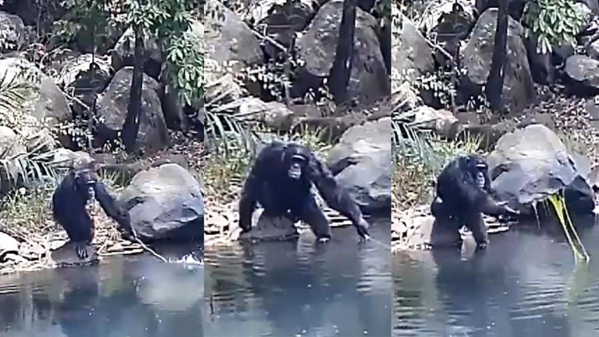 WATCH: Chimps wet a line with makeshift fishing rods