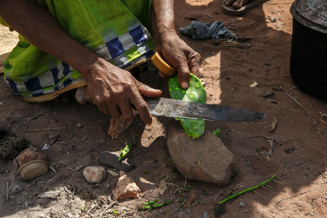 A woman cuts cactus with a knife.