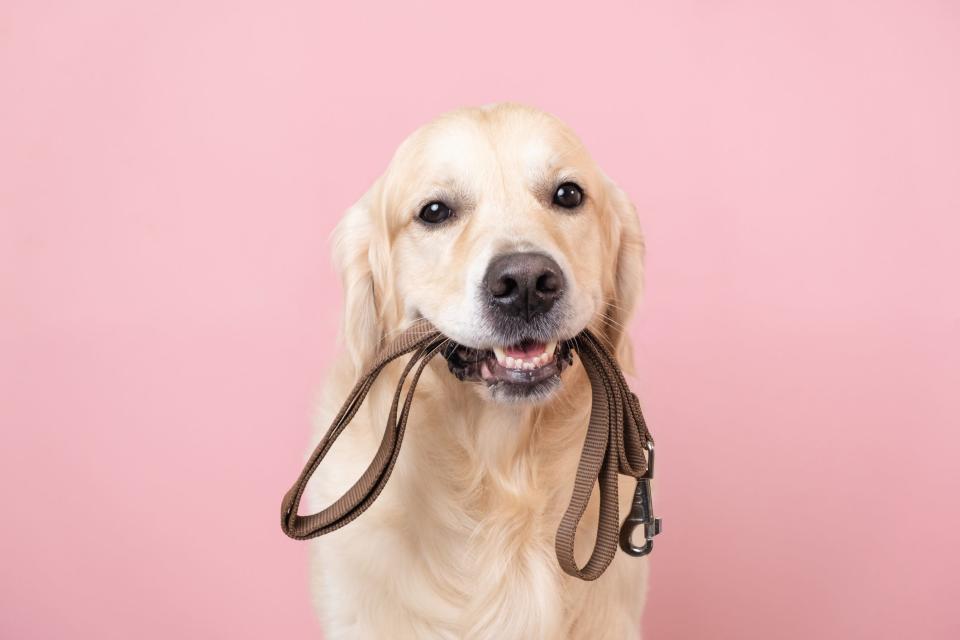 A dog waiting for a walk. Golden Retriever sitting on a pink background with a leash in his teeth