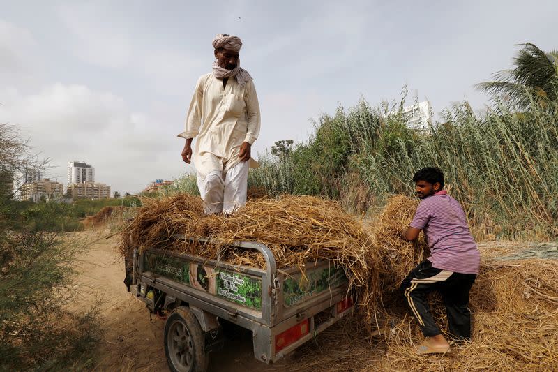 The Wider Image: Pakistanis plant trees to provide relief from scorching sun