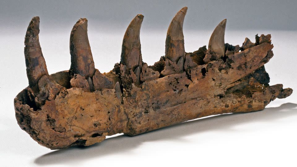 Ένα απολιθωμένο σαγόνι ενός Μεγαλόσαυρου, του πρώτου δεινόσαυρου που περιγράφηκε και ονομάστηκε επιστημονικά.  - Μουσείο Φυσικής Ιστορίας/Αλαμί Φωτογραφία Αρχείου