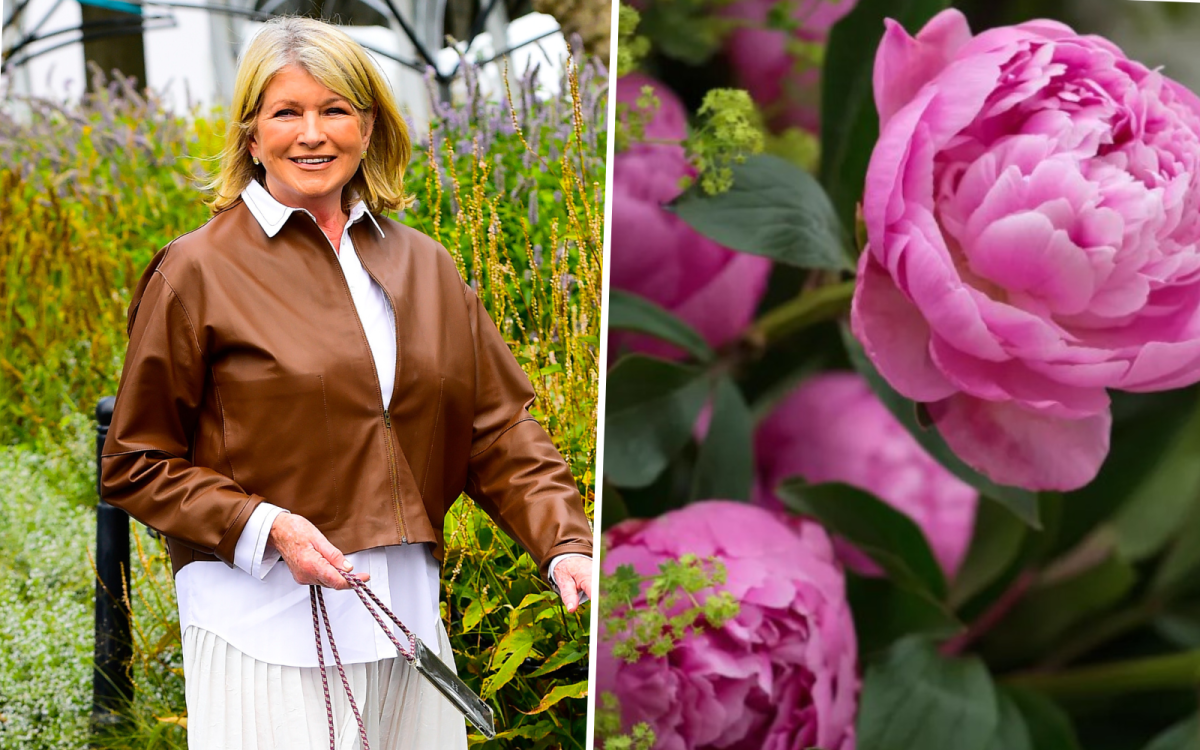 Martha Stewart reveals the secrets of her cut flower garden – and how ...