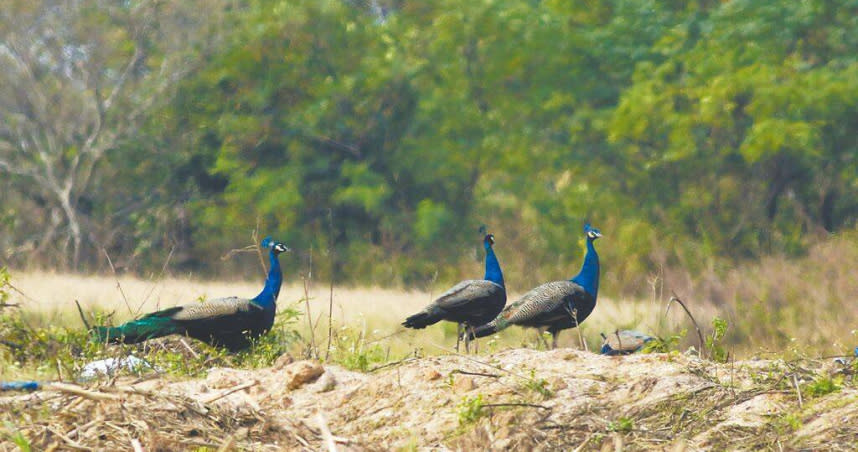 金門縣可見成群的外來種「藍孔雀」漫步林間，據官方統計已逾2000隻。（圖／蕭振佑提供／中國時報于家麒金門傳真）