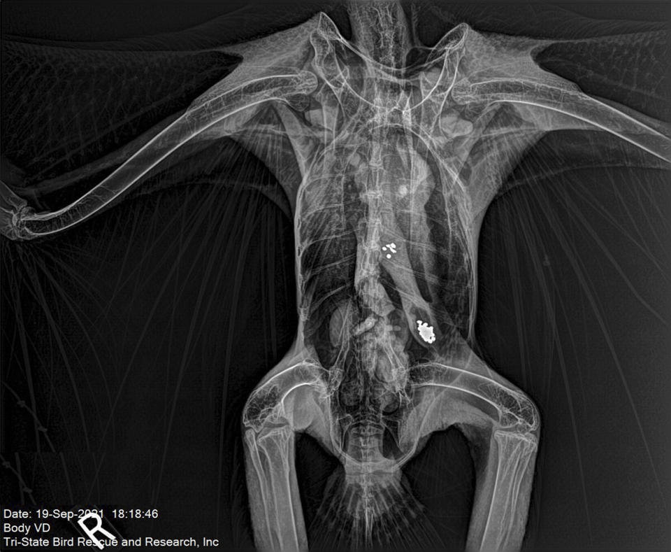 This Sept. 19, 2021 X-ray image provided by the Tri-State Bird Rescue & Research shows metallic particles in the gastrointestinal tract of a bald eagle in Newark, Del. Because eagles are very sensitive to lead, and because they are so well-studied and attract so much public interest, “bald eagles are like the canary in the coal mine," says Jennifer Cedarleaf, the avian director at Alaska Raptor Center, a nonprofit wildlife rescue in Sitka, Alaska. “They are species that tells us: We have a bit of problem." (Tri-State Bird Rescue & Research via AP)