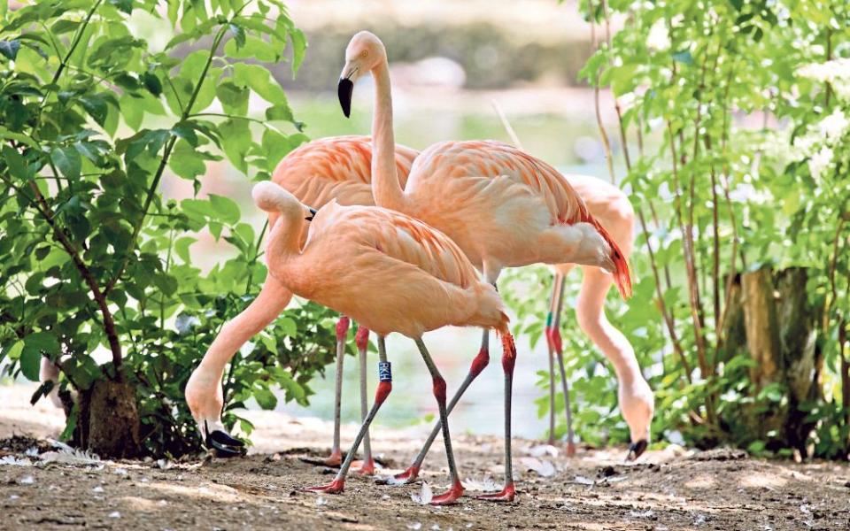 Cotswold Wildlife Park Oxfordshire flamingos white rhinos best gardens visit summer - Alamy