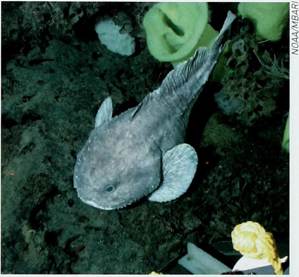 A deep-sea fish rests on the ocean floor amongst sponges and corals