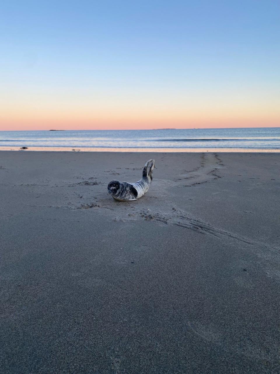 Butter Pecan, a grey male seal, was rescued by the Seacoast Science Center's Marine Mammal Rescue team from Wallis Sands Beach in Rye on Feb. 19.