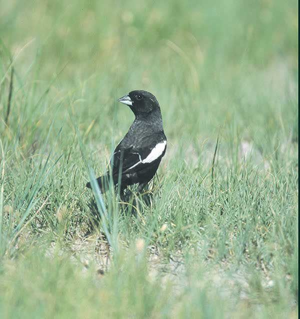 The lark bunting is a common grasslands bird species.