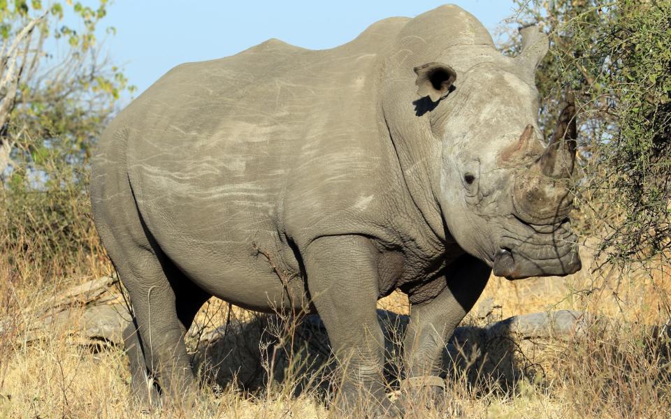 Sue Watt went on patrol with rhino monitors in Botswana for a truly hands-on experience - Mandatory credit: Photograph by Will Whitford. Contact details wattsue@hotmail.com 07768795788