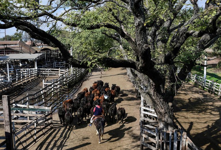 En las dos ruedas de ventas de la semana las entradas sumaron 9533 vacunos