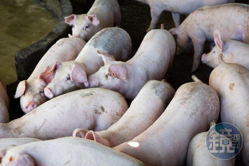 明年將開放美豬及美牛進口來台，引發國內對俗稱「瘦肉精」的萊克多巴胺於人體危害上的論戰，圖為台灣養豬場示意圖。（本刊資料照）