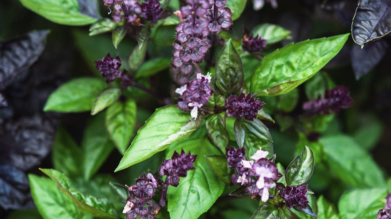 cinnamon basil plant