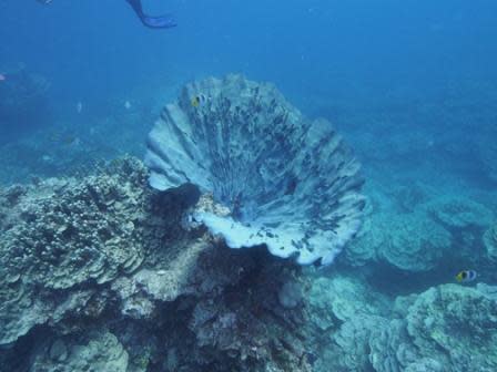 The elephant ear sponge Ianthella basta is a common site along Western Shoals, which is located in Guam's Apra Harbor. Although found in other regions of the Pacific, Ianthella is not known from any other location in Micronesia. Image: David Ginsburg