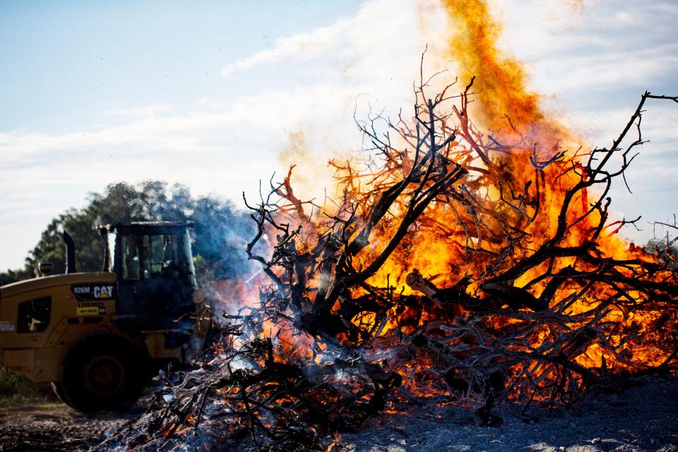 A contractor with South Florida Citrus Services burns citrus trees on an Alva property on June 7, 2022. The trees had citrus greening. The disease is greatly affecting Florida and Southwest Florida citrus growers.