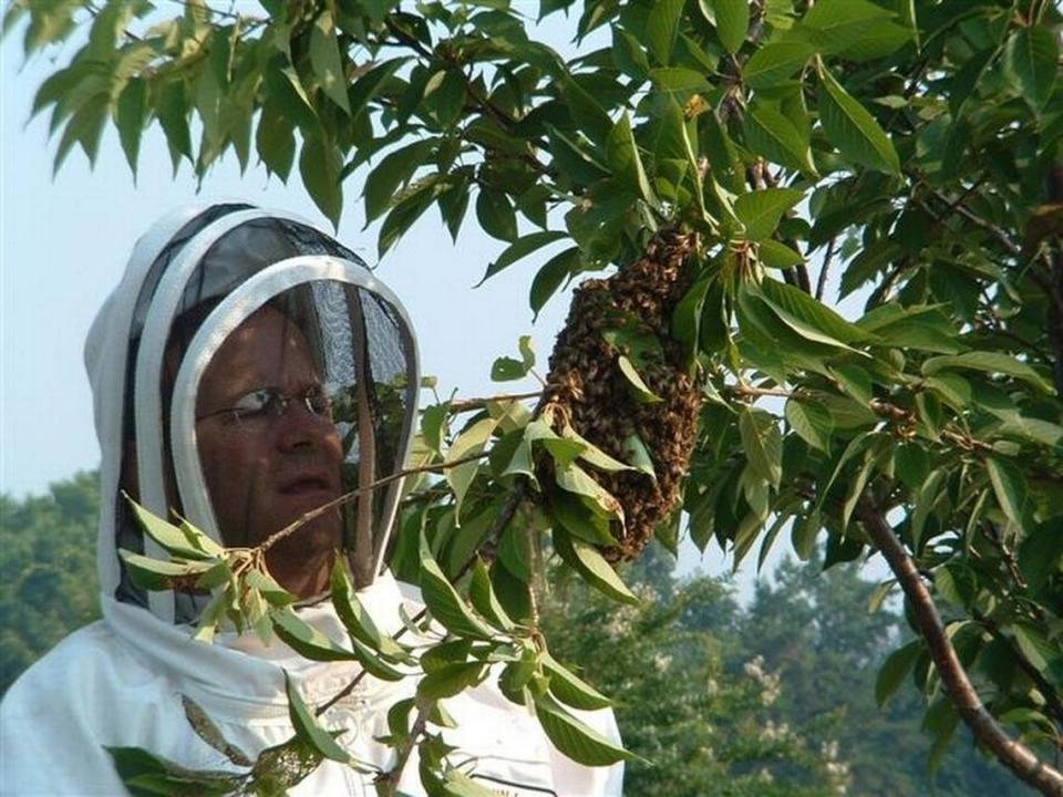 A beekeeper prepares to remove a honeybee swarm that has landed in a tree. Steve Montgomery
