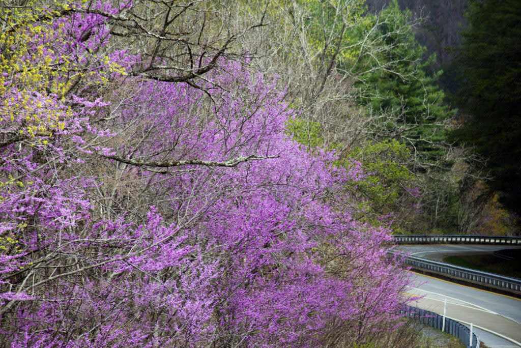 a redbud tree in bloom