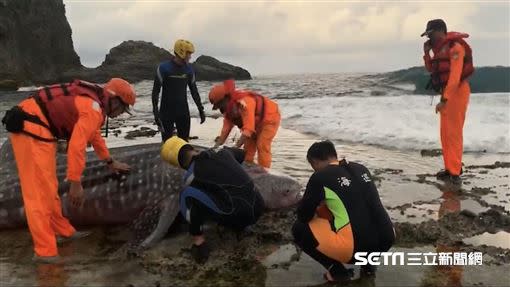 豆腐鯊擱淺綠島睡美人海灘，一度獲救回到大海，但不久後傳出死訊。（圖／海巡署東部分署第一三岸巡隊提供）