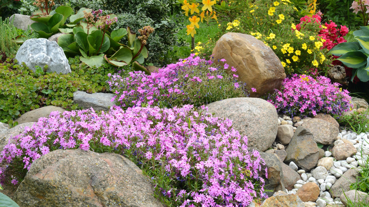  Plants growing on rocks. 