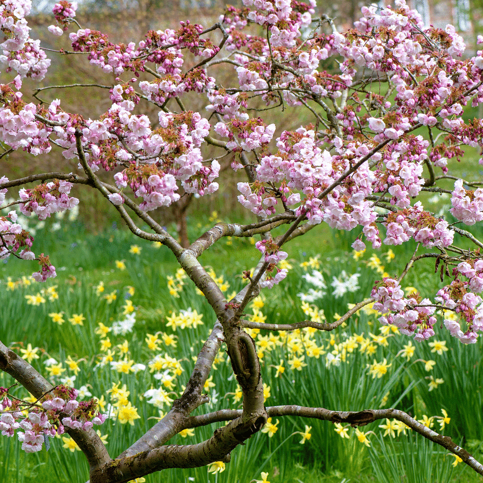 Small pink cherry blossom tree