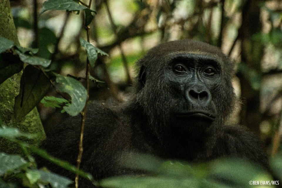 This western lowland gorilla seems to be sizing up the photographer. <cite>Ben Evans/WCS</cite>