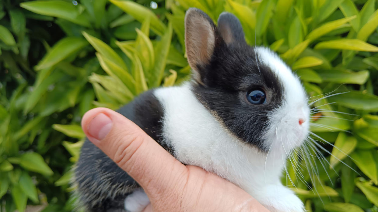  Hands holding bunny outside. 