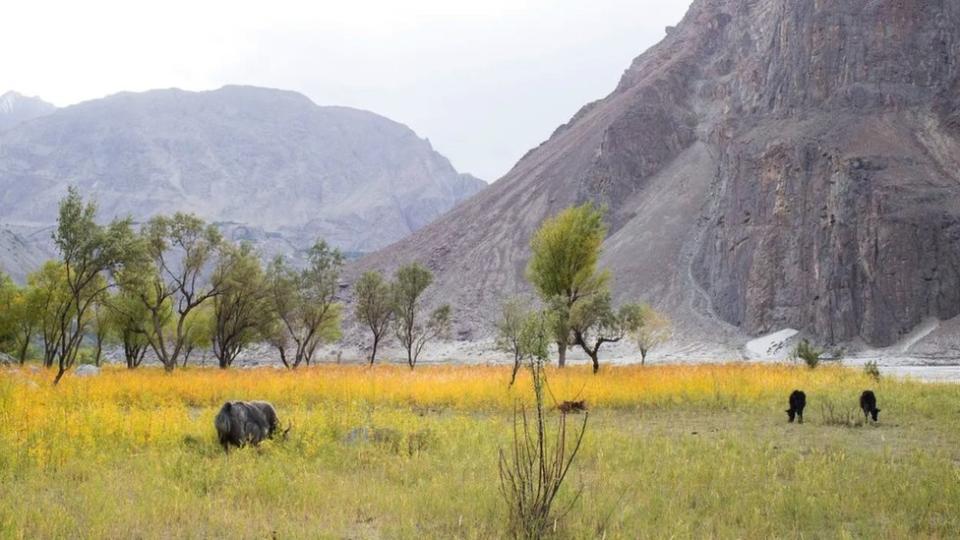 Animals feeding on land near a glacier