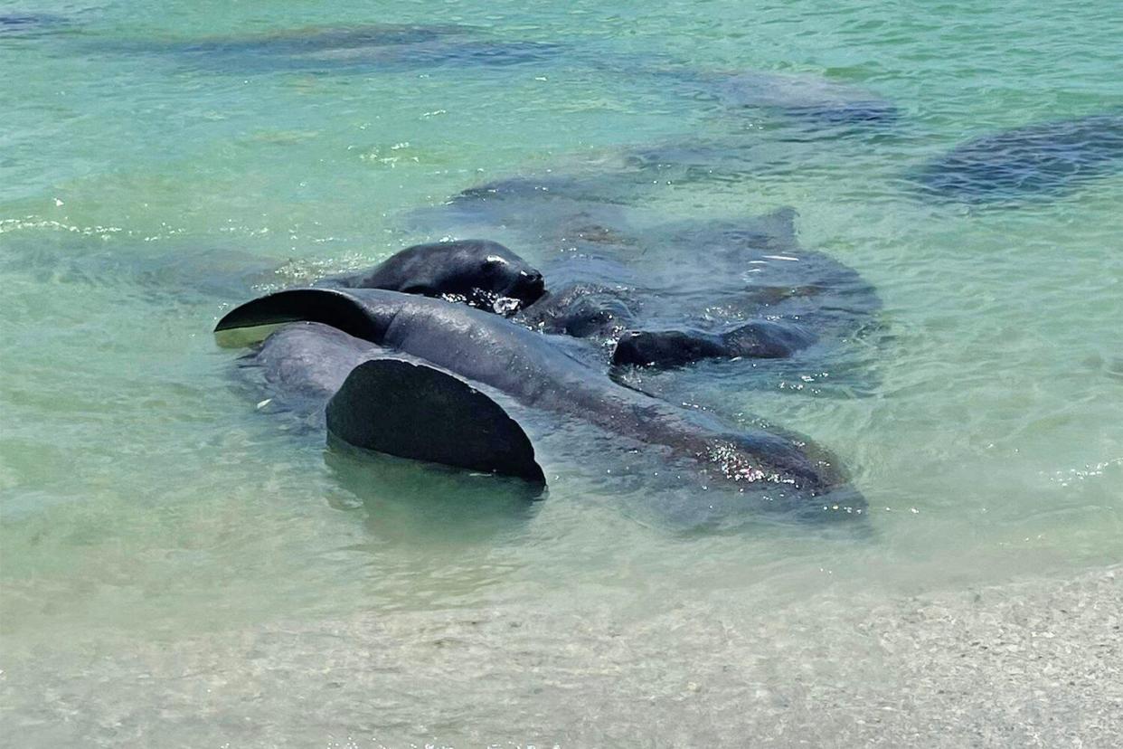 https://twitter.com/SarasotaPD/status/1556373728136683522/photo/2 Sarasota Police Department @SarasotaPD We spotted manatees mating near South Lido Beach Sunday. Folks were trying to touch them. Please don’t. @MoteMarineLab : If you see a manatee mating herd, observe respectfully from a distance. Do NOT touch. If you see a distressed/deceased manatee, call Mote’s hotline 888-345-2335