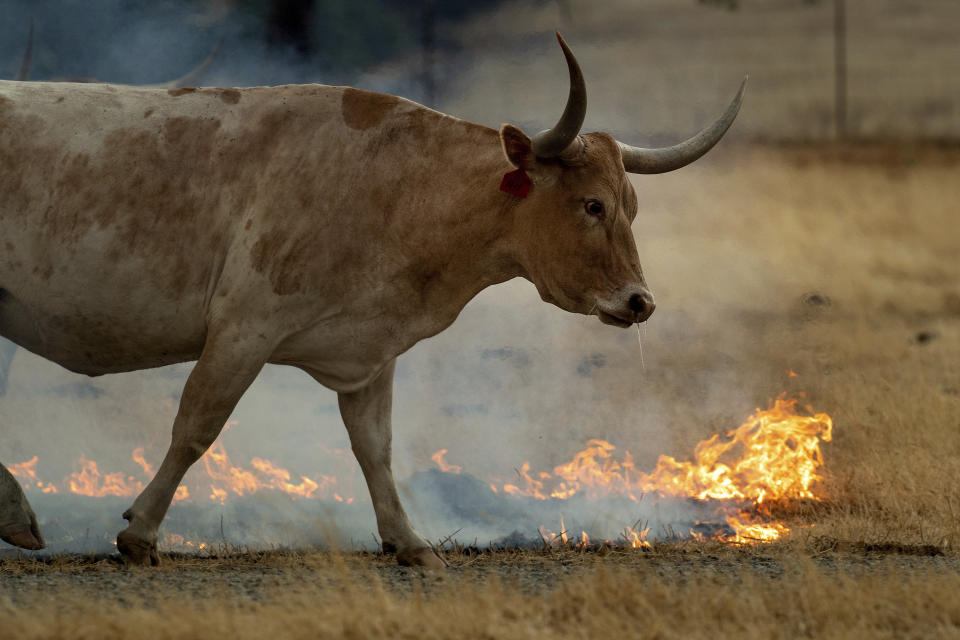 <p>A wildfire burns grasses at a livestock ranch in Guinda, Calif., July 1, 2018. (Photo: Noah Berger/AP) </p>